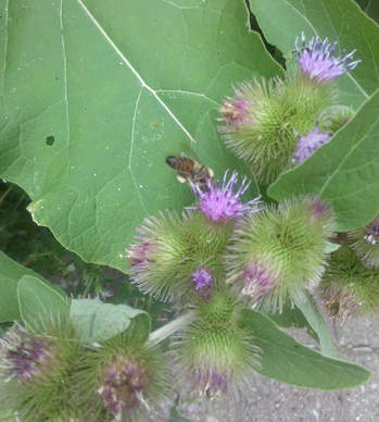 flower with bee.jpg